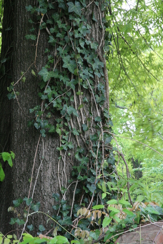 [Picture: Tree-trunk with ivy 1]