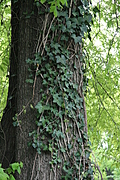[Picture: Tree-trunk with ivy 2]