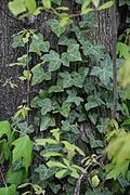 [Picture: Tree-trunk with ivy 3]