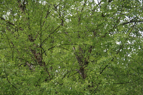 [Picture: Tree Green 1]