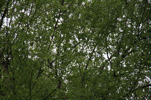 [Picture: Tree Green 2]