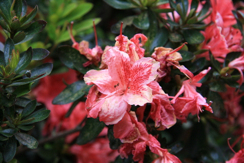 [Picture: Wilting flower close-up]