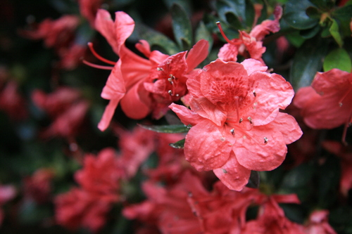 [Picture: Wilting flower close-up 2]