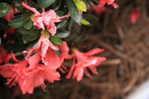 [Picture: Wilting flower close-up 3]