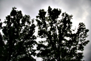 [Picture: Trees with clouds]