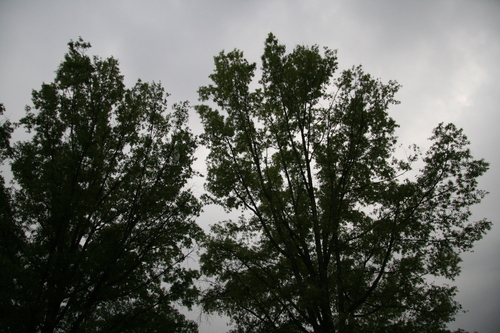 [Picture: Trees with clouds]