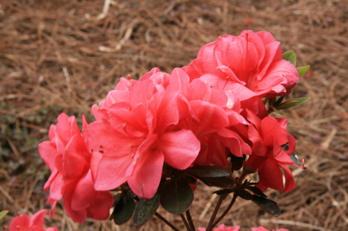 [Picture: Flower close-up 1]