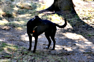 [picture: Model T dog (black): 1]