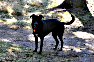 [picture: Model T dog (black): 2]
