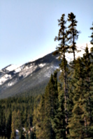 [picture: Mountain with trees]