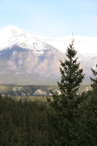 [Picture: mountain hiding behind a tree]