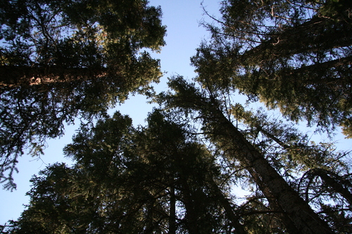 [Picture: Circle of trees looking up]