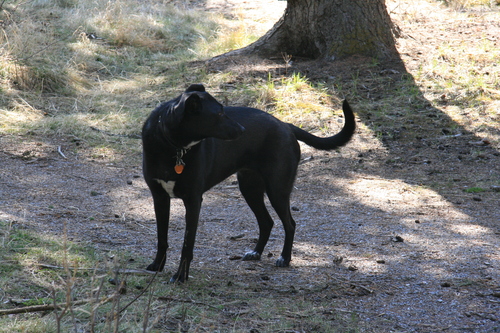 [Picture: Model T dog (black): 1]