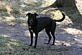 [Picture: Model T dog (black): 2]