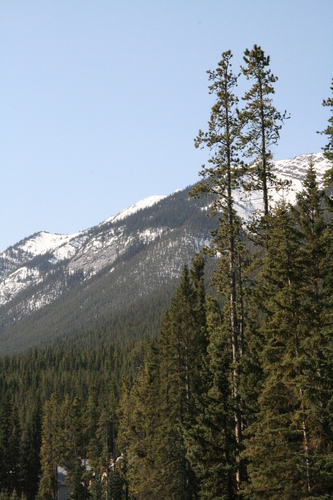 [Picture: Mountain with trees]