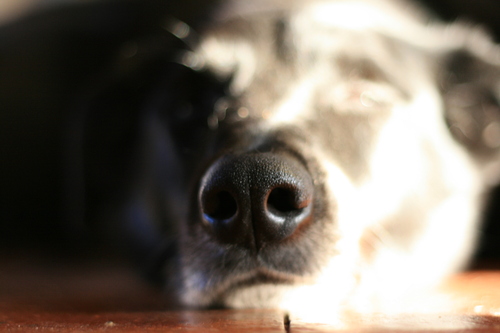 [Picture: Snout]