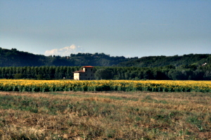 [picture: Tuscany Field]