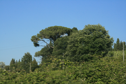 [Picture: Italian tree]