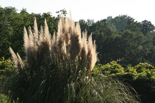 [Picture: Pampas Grass 1]