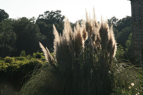 [Picture: Pampas Grass 2]