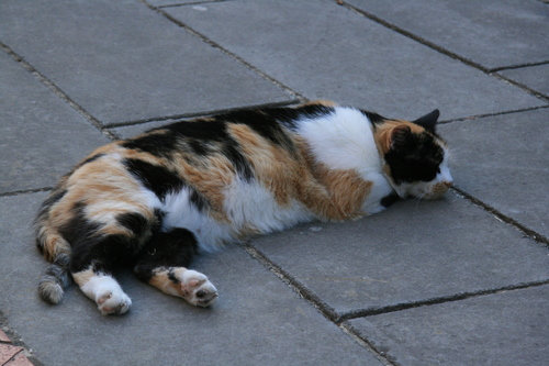 [Picture: Monastery Cat]