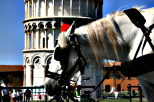 [picture: Horse by the Leaning Tower of Pise]