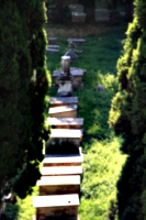 [picture: Jewish Cemetary 2: all in a line]