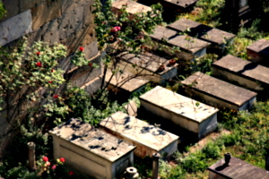 [picture: Jewish Cemetary 27: Graves and Roses 1]