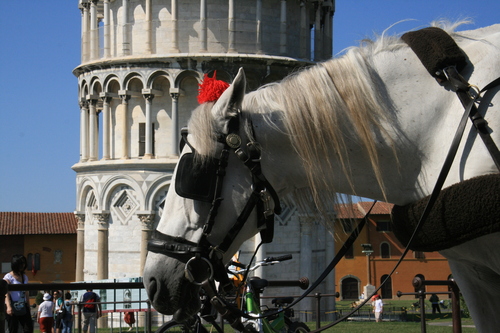 [Picture: Horse by the Leaning Tower of Pise]