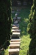 [Picture: Jewish Cemetary 2: all in a line]