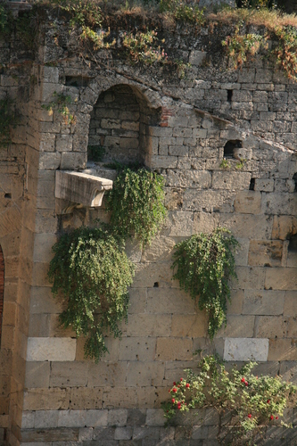 [Picture: Jewish Cemetary 5: overgrown walls again]