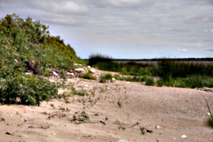 [picture: Sandy beach 2]