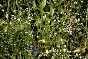 [picture: Wild flowers 2]