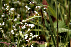 [picture: Wild flowers 3]