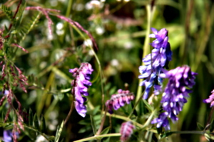 [picture: Wild flowers 4]