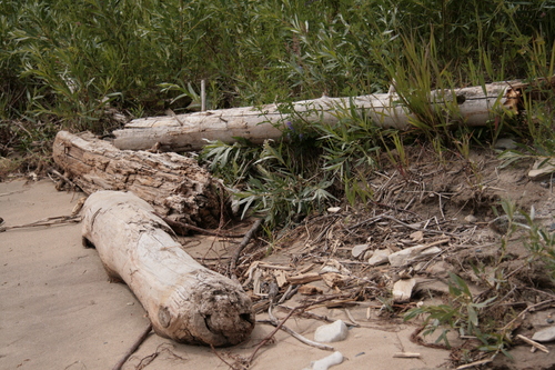 [Picture: Driftwood]