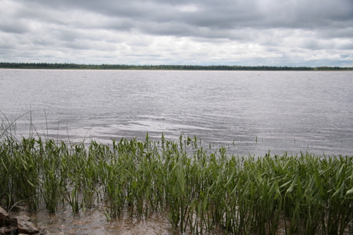 [Picture: River plants]