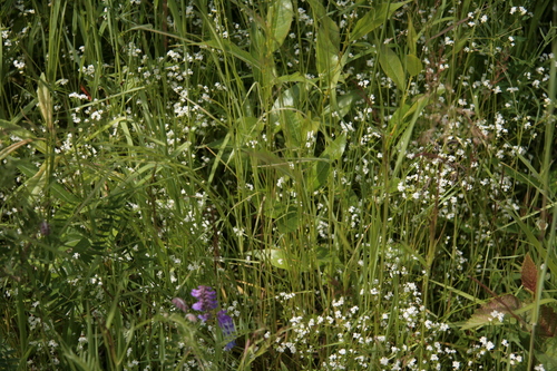 [Picture: Wild flowers 2]