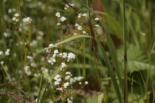 [Picture: Wild flowers 3]