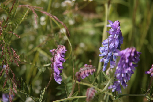 [Picture: Wild flowers 4]