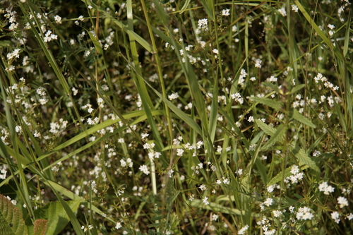 [Picture: wild flowers 5]