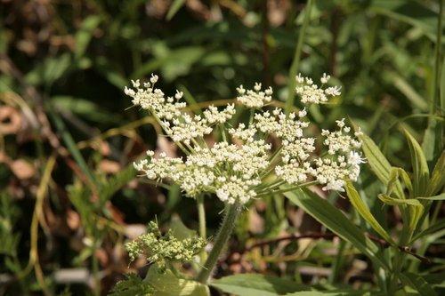 [Picture: Wild flowers 7]