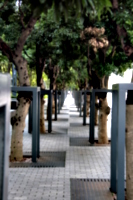 [picture: Line of trees 1]
