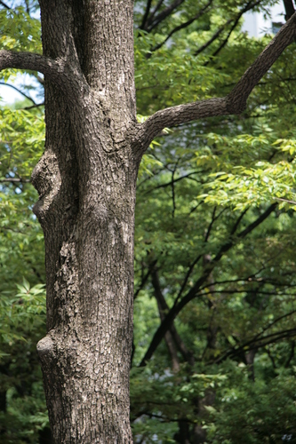 [Picture: tree trunk]