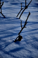 [picture: Twigs in snow]