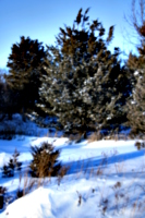 [picture: Snowy fir tree]