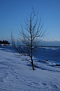 [Picture: Winter tree]