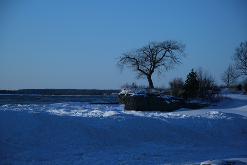 [Picture: Lonely tree]