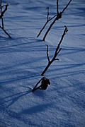 [Picture: Twigs in snow]
