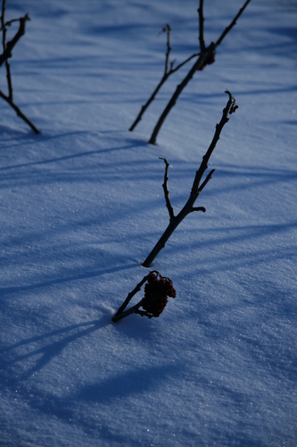 [Picture: Twigs in snow]